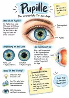 Vorschau - Arbeitsblätter - Lernplakat + AB mit Fragen zum Thema "Pupille" + Lösungsblatt + Infografik - Deckblatt