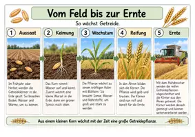 Vorschau - Arbeitsblätter - Getreide. Getreidearten vom Korn zum Brot Arbeitsblätter und Tafelmaterial - Seite 2