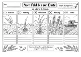 Vorschau - Arbeitsblätter - Getreide. Getreidearten vom Korn zum Brot Arbeitsblätter und Tafelmaterial - Seite 3