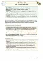 Vorschau - Bildkarten - Biene Yoga Das Leben einer Biene Lebenszyklus - Seite 1