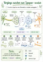 Vorschau - Arbeitsblätter - Wanyvo´s Lernspuren Vorgänge an der Synapse - Seite 1