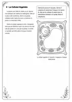anteprima - Esercizi - CELLULA ANIMALE E VEGETALE - Pagina 1