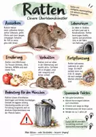 Vorschau - Arbeitsblätter - Lernplakat + AB mit Fragen zum Thema "Ratten" + Lösungsblatt + Infografik - Deckblatt