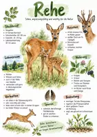 Vorschau - Arbeitsblätter - Lernplakat + AB mit Fragen zum Thema "Rehe" + Lösungsblatt + Infografik - Deckblatt
