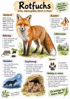 Vorschau - Arbeitsblätter - Lernplakat + AB mit Fragen zum Thema "Rotfuchs" + Lösungsblatt + Infografik - Deckblatt