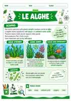 anteprima - Esercizi - Alghe muschi e felci scuola primaria - Pagina 2