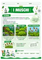 anteprima - Esercizi - Alghe muschi e felci scuola primaria - Pagina 3