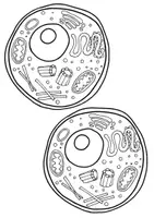 anteprima - Altro tipo di materiale - La cellula animale: attività di ripasso/consolidamento - Pagina 1