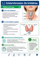 Vorschau - Arbeitsblätter - Wanyvo´s Lernspuren Die Schilddrüse - Seite 1