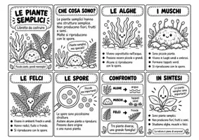 anteprima - Altro tipo di materiale - Le piante semplici e le piante complesse - Libretti da costruire - Pagina 2