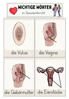 Vorschau - Präsentationen/Tafelbilder - Sexualunterricht: Wichtige Wörter (Tafelaushang, Kl. 4) - Seite 1