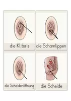 Vorschau - Präsentationen/Tafelbilder - Sexualunterricht: Wichtige Wörter (Tafelaushang, Kl. 4) - Seite 2