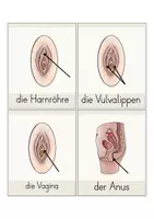 Vorschau - Präsentationen/Tafelbilder - Sexualunterricht: Wichtige Wörter (Tafelaushang, Kl. 4) - Seite 3