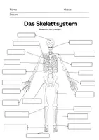 Vorschau - Mal- und Bastelvorlagen - Materialpaket: Das Skelett - Seite 2