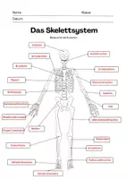 Vorschau - Mal- und Bastelvorlagen - Materialpaket: Das Skelett - Seite 1