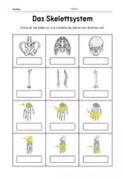Vorschau - Arbeitsblätter - Das Skelett - Knochen benennen und spielen - Deckblatt