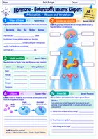 Vorschau - Arbeitsblätter - Hormone- Botenstoffe unseres Körpers | Unterrichtsreihe "Das Nervensystem", Biologie 9.-10. Klasse - Seite 3