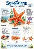 Vorschau - Arbeitsblätter - Lernplakat + AB mit Fragen zum Thema "Seesterne" + Lösungsblatt + Infografik - Deckblatt