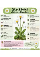 Vorschau - Arbeitsblätter - Gänseblümchen_Steckbrief/AB/Spiel - Seite 1