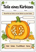 Vorschau - Stundenentwürfe - Kürbis im Sachunterricht: Forscherheft mit 3 Experimenten & Lösungen | Klasse 1–2 - Seite 3