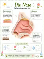 Vorschau - Poster - Der Körper - Die Nase 👃 - Seite 1