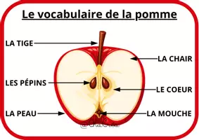 Aperçu - Feuilles d'exercices - Le vocabulaire de la pomme - Page 2