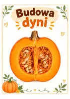 zapowiedź - Budowa dyni - karty pracy - obwoluta