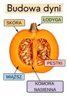 zapowiedź - Budowa dyni - karty pracy - strona 1