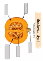 zapowiedź - Budowa dyni - karty pracy - strona 2