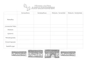 Vorschau - Arbeitsblätter - Anpassungen der Pflanze an den Standortfaktor Licht - Seite 2