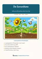 Vorschau - Arbeitsblätter - Die Sonnenblume – Lesespurgeschichte mit Rätselaufgaben (Klasse 8) - Seite 1