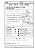 Vorschau - Arbeitsblätter - Kartoffel - Dreifach differenzierte Lerntheke - Seite 3