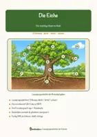 Vorschau - Mal- und Bastelvorlagen - Die Eiche – Lesespurgeschichte mit Rätselaufgaben (Klasse 8) - Seite 1
