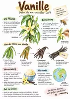 Vorschau - Arbeitsblätter - Lernplakat + AB mit Fragen zum Thema "Vanille" + Lösungsblatt + Mindmap + Infografik - Deckblatt