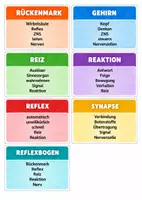 Vorschau - Spiele - Umschreiben_Spiel_Nervensystem des Menschen - Seite 1