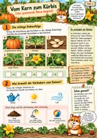 Vorschau - Arbeitsblätter - Der Kürbis - Ein vielseitiger Herbstbegleiter 3./4.Klasse - Seite 1