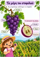Προεπισκόπηση - Flashcards - Σταφύλι & Τρύγος - Εποπτικό Υλικό - Σελίδα 3