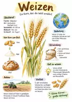 Vorschau - Arbeitsblätter - Lernplakat + AB mit Fragen zum Thema "Weizen" + Lösungsblatt + Infografik - Deckblatt
