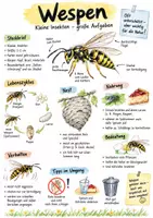 Vorschau - Arbeitsblätter - Lernplakat + AB mit Fragen zum Thema "Wespen" + Lösungsblatt + Infografik - Deckblatt