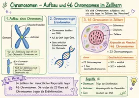 Vorschau - Arbeitsblätter - Wanyvo´s Lernspuren Chromosomen und Karyogramm - Seite 1