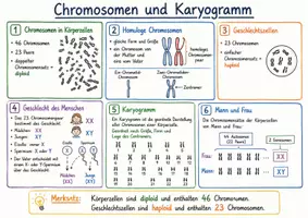 Vorschau - Arbeitsblätter - Wanyvo´s Lernspuren Chromosomen und Karyogramm - Seite 3