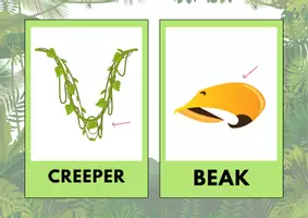 Vorschau - Stationenlernen - Rainforest Animals: Flashcards (3-6) - Seite 1
