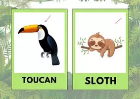 Vorschau - Stationenlernen - Rainforest Animals: Flashcards (3-6) - Seite 2