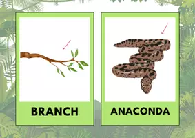 Vorschau - Stationenlernen - Rainforest Animals: Flashcards (3-6) - Seite 3