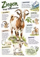 Vorschau - Arbeitsblätter - Lernplakat + AB mit Fragen zum Thema "Ziegen" + Lösungsblatt + Infografik - Seite 1