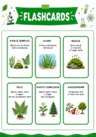 anteprima - Flashcard - Flashcards piante semplici e piante complesse - Pagina 1