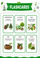 anteprima - Flashcard - Flashcards piante semplici e piante complesse - Pagina 2