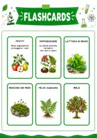 anteprima - Flashcard - Flashcards piante semplici e piante complesse - Pagina 3