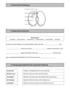 Vorschau - Arbeitsblätter - Keimung und Wachstum von Bohnen - mit Experiment - Seite 2