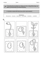 Vorschau - Arbeitsblätter - Keimung und Wachstum von Bohnen - mit Experiment - Seite 3